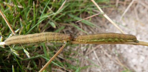 Hecatera dysodea