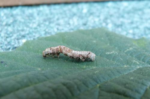 Ectropis crepuscularia