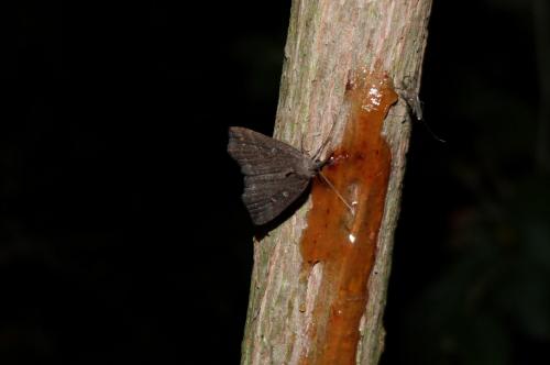 Hypena rostralis