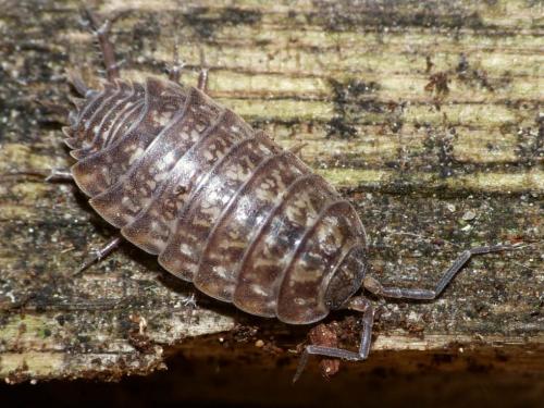 Tiroloscia exigua