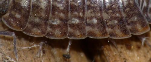 Tiroloscia exigua