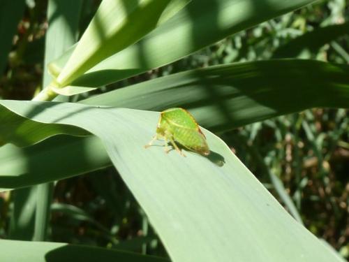Stictocephala bisonia