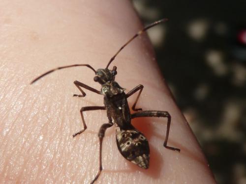 Camptopus lateralis