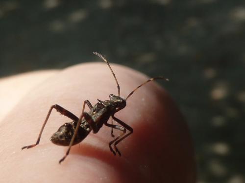 Camptopus lateralis