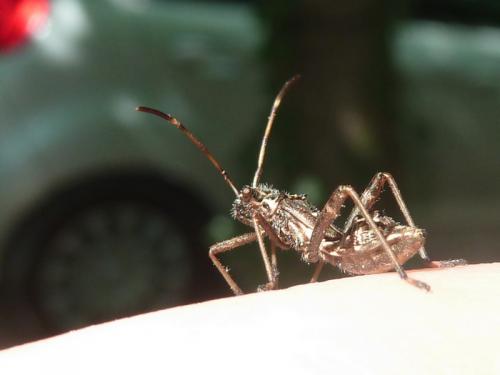 Camptopus lateralis