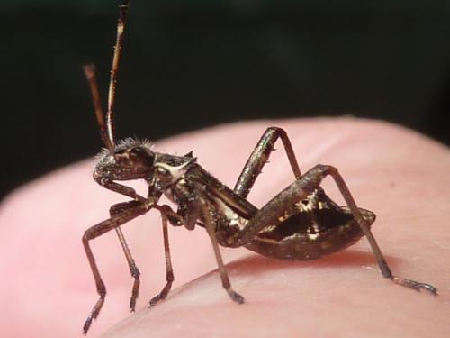 Camptopus lateralis