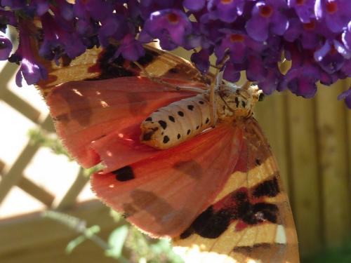 Euplagia quadripunctaria