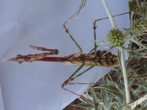 Réf. 107 681 : Empusa pennata