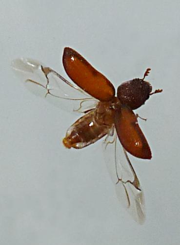 Rhyzopertha dominica