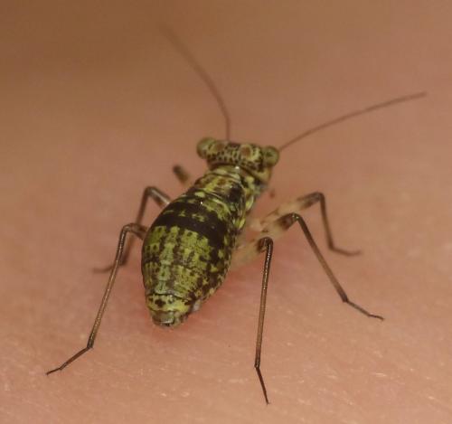 Réf. 107 742 : Mesopsocus immunis