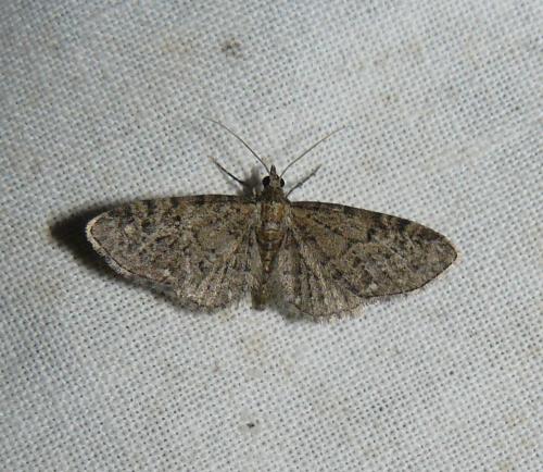 Eupithecia sp.