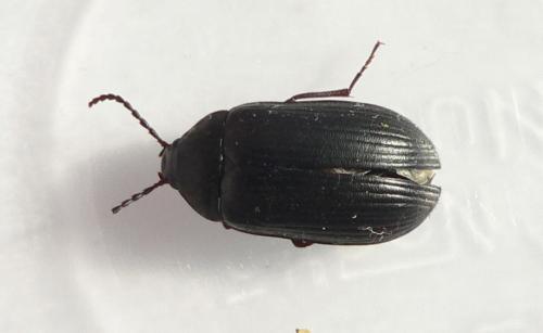 Réf. 107 431 : Prionychus sp.