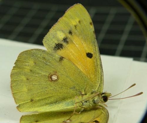 Colias croceus