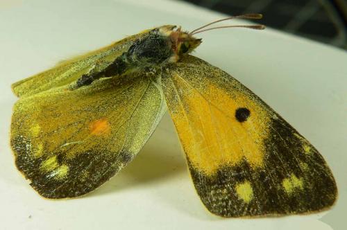 Réf. 107 554 : Colias croceus