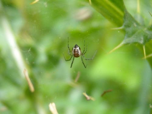 Linyphia sp.