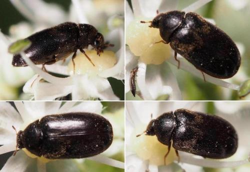 Globicornis fasciata