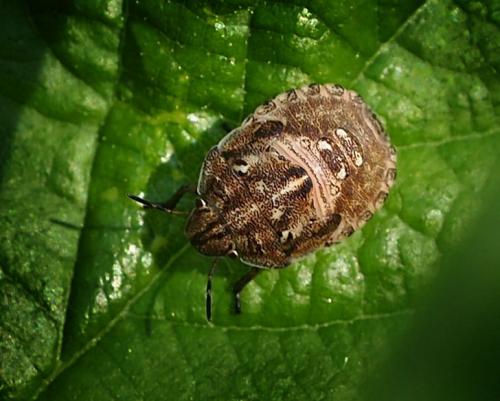 Eurygaster testudinaria