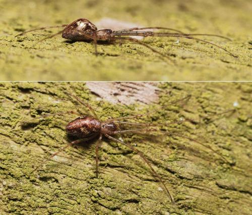 Tetragnatha obtusa
