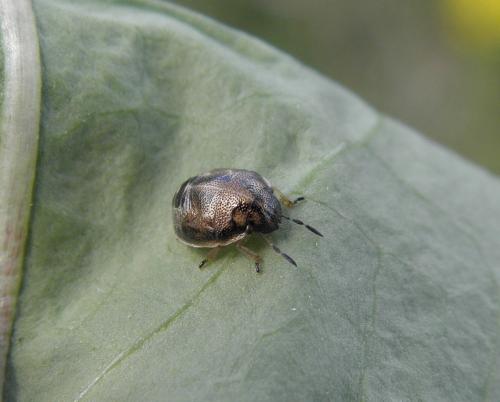 Réf. 107 044 : Neottiglossa pusilla