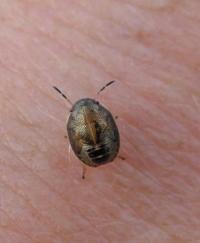 Réf. 107 045 : Neottiglossa pusilla
