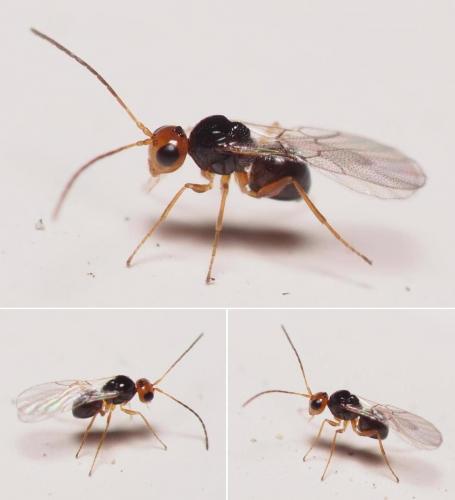 Réf. 107 425 : Alloxysta sp.