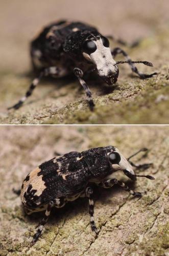 Réf. 107 750 : Tropideres albirostris