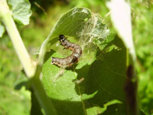 Hydria undulata