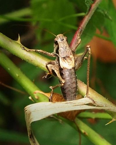 Réf. 107 891 : Pholidoptera griseoaptera