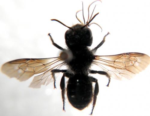 Osmia sp.