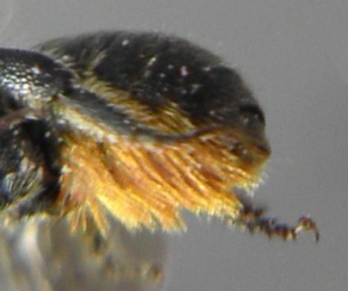 Osmia sp.