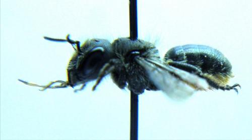Osmia sp.