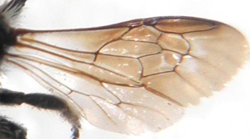 Osmia sp.
