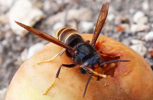 Vespa velutina