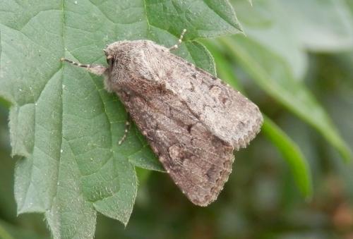 Luperina testacea