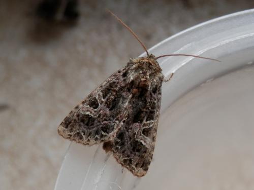 Réf. 107 887 : Sideridis rivularis
