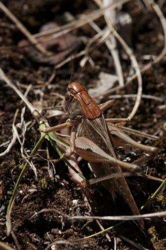 Réf. 107 014 : Platycleis albopunctata