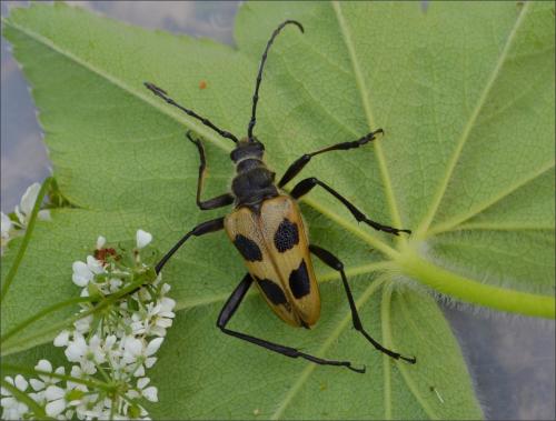 Réf. 107 235 : Pachyta quadrimaculata