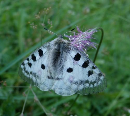 Réf. 107 970 : Parnassius apollo