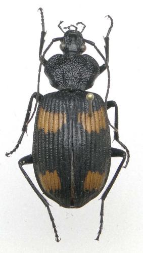 Craspedophorus imperialis imperialis