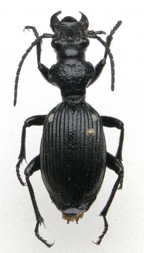 Anthia galla