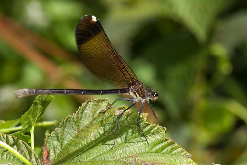 Calopteryx haemorrhoidalis