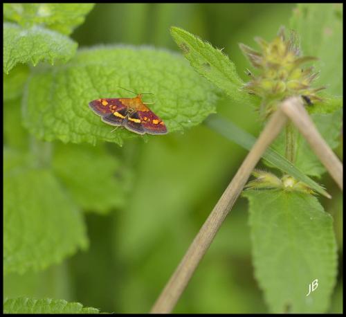 Pyrausta aurata