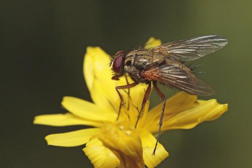 Phaonia angelicae