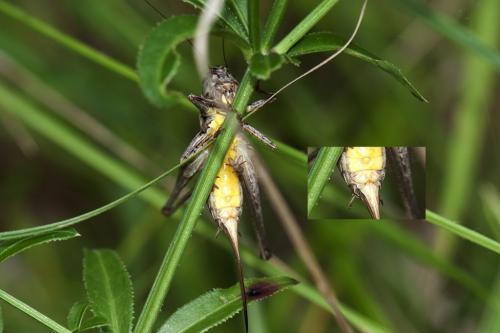 Réf. 107 062 : Pholidoptera femorata