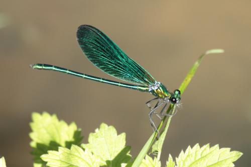 Calopteryx virgo
