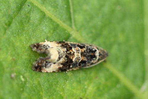 Réf. 107 086 : Endothenia sp.