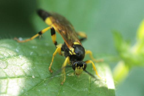 Réf. 107 486 : Ichneumon xanthorius