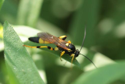 Réf. 107 485 : Ichneumon xanthorius
