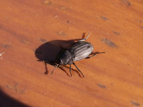 Silpha sp.