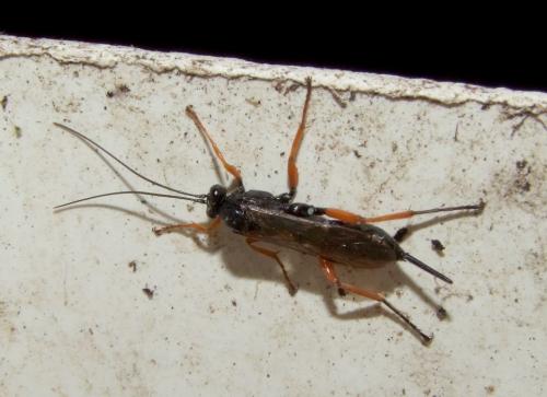 Réf. 107 112 : Pimpla rufipes